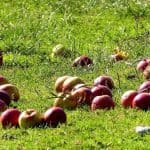 Tierfutter Äpfel auf Wiese