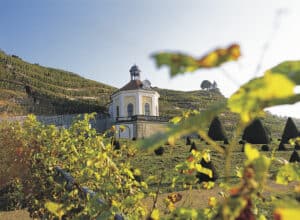 Schloss Wackerbarth Weinberge