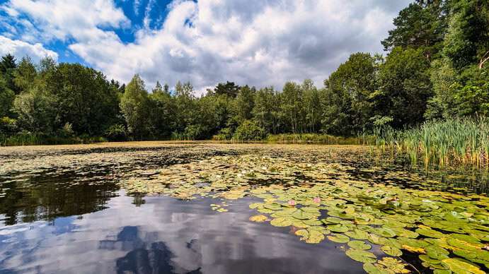 Triebischsee im Tharandter Wald