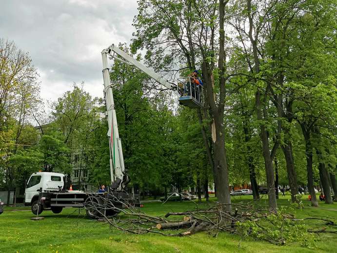 Baumdienst im Park